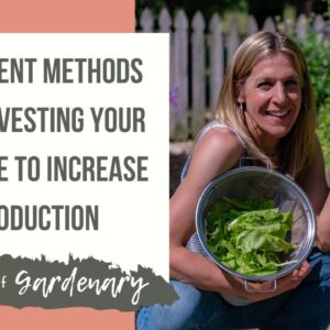 Different Methods of Harvesting Your Lettuce to Increase Production