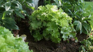 Dolce 'Apple Twist' Heuchera