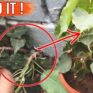 FICUS TREES: Leaf Drop and Main Care Tips on How to Grow at Home | Banyan Tree Peepal Tree