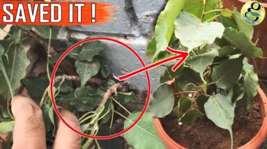 FICUS TREES: Leaf Drop and Main Care Tips on How to Grow at Home | Banyan Tree Peepal Tree