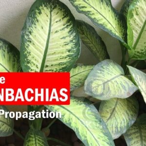 Dieffenbachia plant care and Propagation - Dumb Cane Plant | Dieffenbachia Cuttings / Stub cuttings