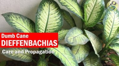Dieffenbachia plant care and Propagation - Dumb Cane Plant | Dieffenbachia Cuttings / Stub cuttings
