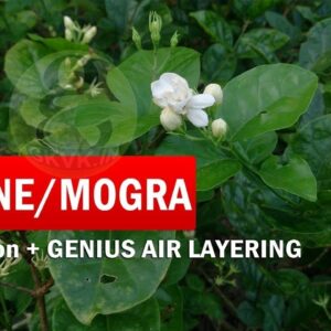 How to Grow Mogra Jasmine Plant from Cutting and Genius Air-Layering | Quick and Important Steps