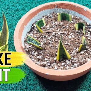 SNAKE PLANT:  Sansevieria Care Tips and Propagation by leaf cuttings / Rhizome