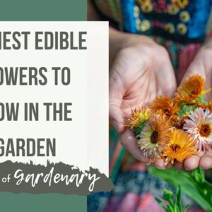 Easiest Edible Flower to Grow in the Kitchen Garden
