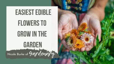 Easiest Edible Flower to Grow in the Kitchen Garden