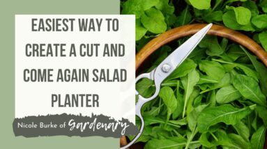 Easiest Way to Create a Cut and Come Again Salad Planter