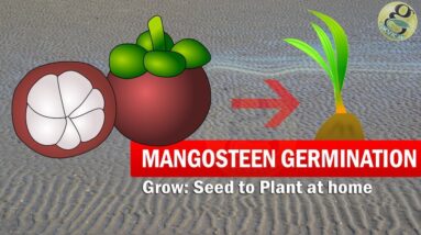 Mangosteen seed Germination with result Time-Lapse | How to Grow Mangosteen From Seed