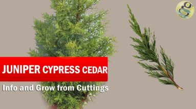 Juniper Cypress or Cedar Tree Care and How to grow from Cuttings | Golden Cypress in English