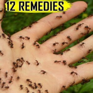 NATURAL ANT REMEDIES: How to get rid of Ants at Home and Garden – Top 12 Ant Killer Ways