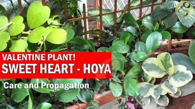 Hoya and Peperomia - Sweet heart, Valentine Plant, Wax plant - Care and Propagation from Cuttings