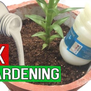 MILK IN GARDENING - Benefits of Milk in Garden Soil as Fertilizer - Blossom End Rot Treatment
