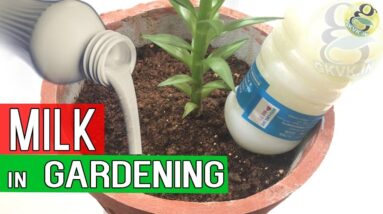 MILK IN GARDENING - Benefits of Milk in Garden Soil as Fertilizer - Blossom End Rot Treatment