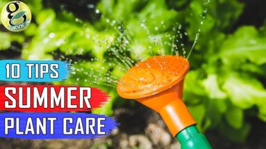 SUMMER GARDENING TIPS: 10 Tips on How to Take Care of Your Plants in Summer Season