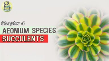 Aeonium Species Succulents Atlas | Winter - Common Succulent Plants Identification with Pictures