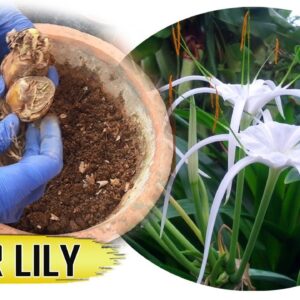 SPIDER LILY PLANT: Growing from Bulbs with Results and Spiderlily Care Tips