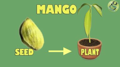 Mango seed Germination - Easily grow Mango Tree from Seed - with Time Lapse and Result