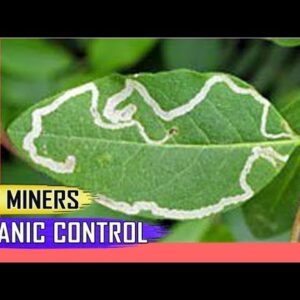 LEAF MINERS: How to Control Leafminer Pests in Plants – Beginners Garden Tips Q & A