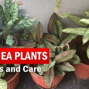 Calathea Plants Varieties and Identification | How to Grow and Care Calathea in English with CC