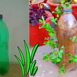 Best Tip to Grow Mint in Plastic Bottles From Cuttings | Home & Garden Tips
