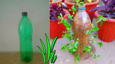 Best Tip to Grow Mint in Plastic Bottles From Cuttings | Home & Garden Tips