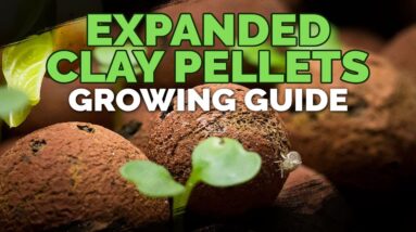 Expanded Clay Pellets (Hydroton) Growing Guide