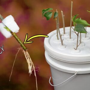 FASTEST METHOD OF ROOTING PLANT CUTTINGS | DIY HYDROPONIC CLONER
