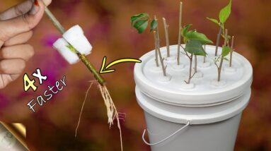 FASTEST METHOD OF ROOTING PLANT CUTTINGS | DIY HYDROPONIC CLONER
