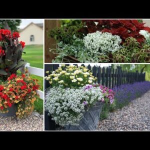Favorite Plants for Container Gardens