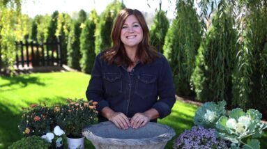 Four Beautiful Mums, Four Gorgeous Fall Containers!