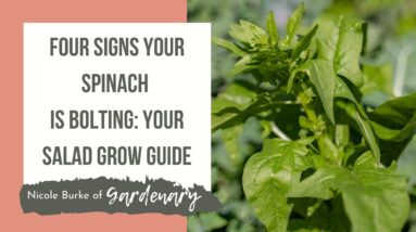Four Signs Your Spinach Is Bolting: Your Salad Grow Guide