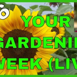 Garden Transition from Spring to Summer (Q&A)
