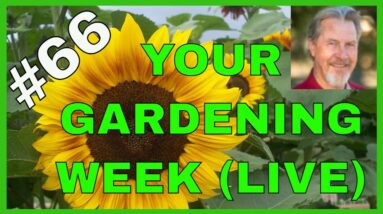 Garden Transition from Spring to Summer (Q&A)