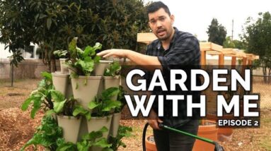 Garden With Me: Watering, Transplanting, Multi-Sowing, & Dragon Fruit