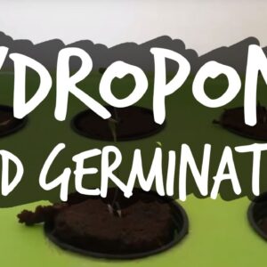 Germinating Seeds for Hydroponics