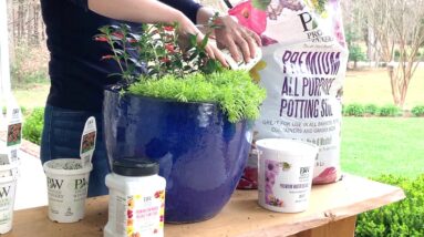 Get Ready for the Hummingbirds--With Creekside Nursery