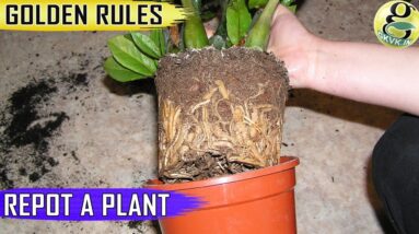 GOLDEN TIPS on REPOTTING PLANTS | When and How to Repot Plants