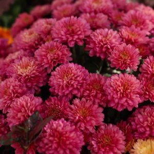Gorgeous and Unusual Mums Are Ready for Fall