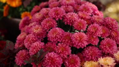 Gorgeous and Unusual Mums Are Ready for Fall