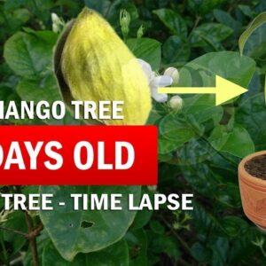 How to Grow Mango Tree From Seed (Raw) - Mango seed Germination Time-Lapse - Part 2