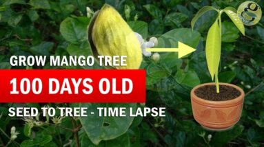 How to Grow Mango Tree From Seed (Raw) - Mango seed Germination Time-Lapse - Part 2