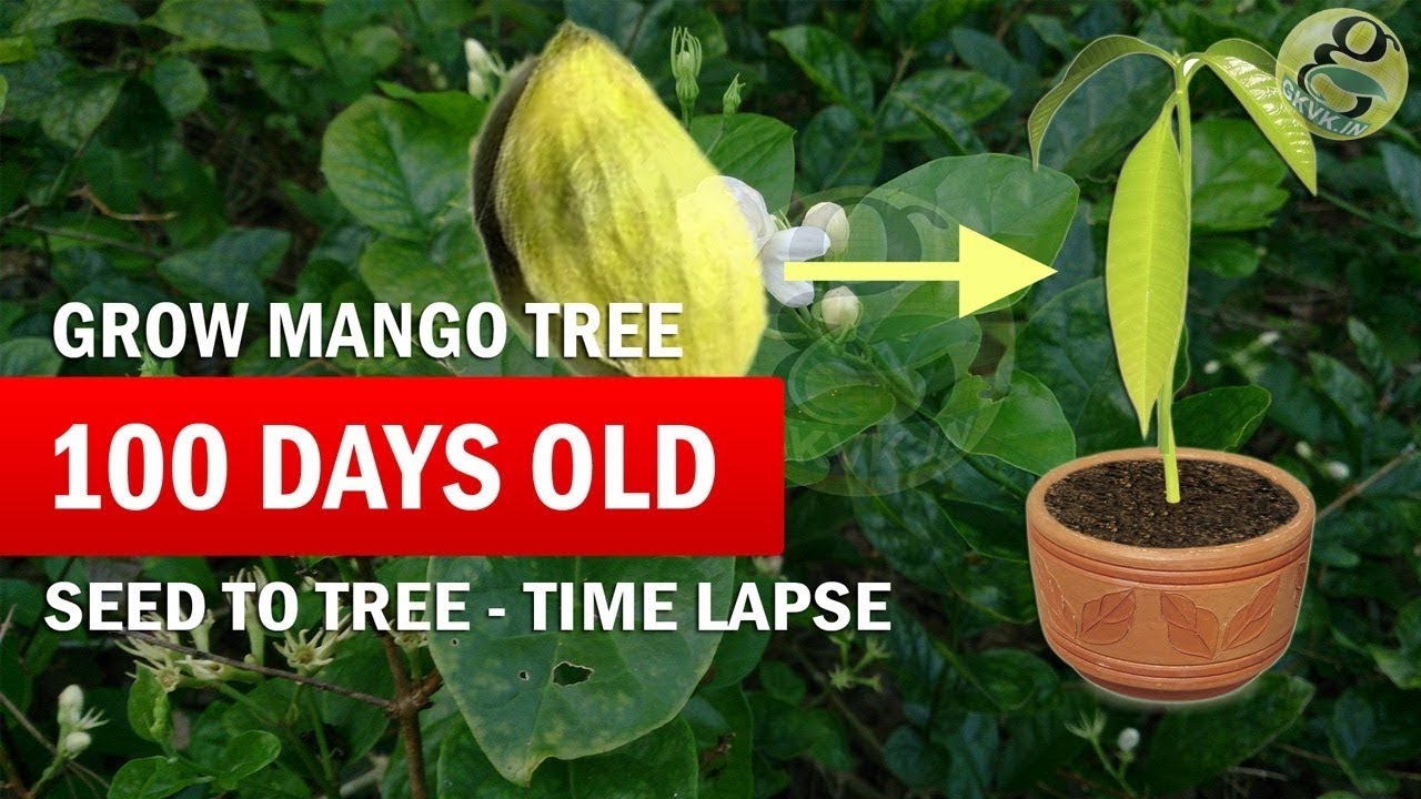 How To Grow Mango Tree From Seed Raw Mango Seed Germination Time Lapse Part 2