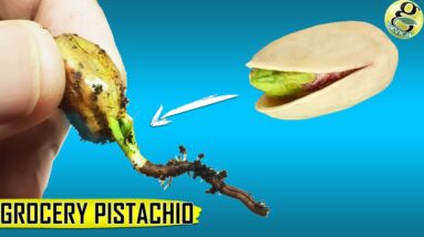 Grow Pistachio Tree From Grocery Pistachios | Seed Germination Results