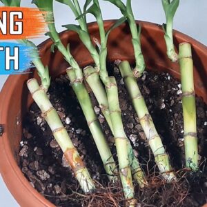 Growing Lucky Bamboo in Soil - Fast Growth | Care Tips of Soil grown Plant