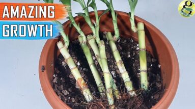Growing Lucky Bamboo in Soil - Fast Growth | Care Tips of Soil grown Plant