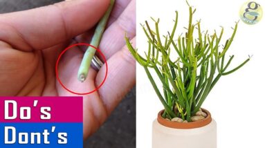 GROWING PENCIL CACTUS: Dos & Donts - Care Tips and Propagation of Milkbush
