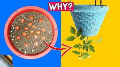 GROWING TOMATOES UPSIDE DOWN | PROS AND CONS OF INVERTED GARDENING