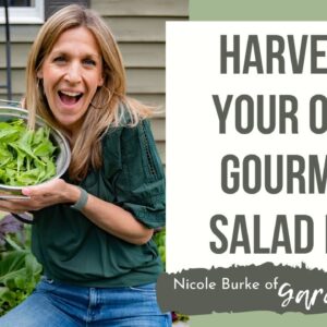Harvest Your Own Gourmet Salad Mix