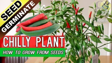 How to Grow Chilly from Seeds with Time lapse Results | Chilli Seed Germination Video