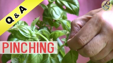 WHAT IS PINCHING IN GARDENING | Pinching for Plants | Benefits - How to Make Plant Bushy